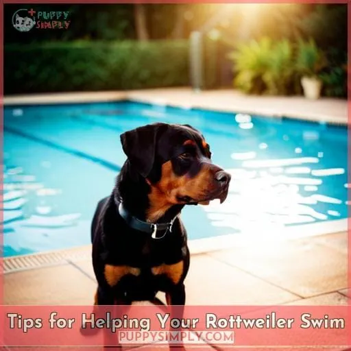 Tips for Helping Your Rottweiler Swim