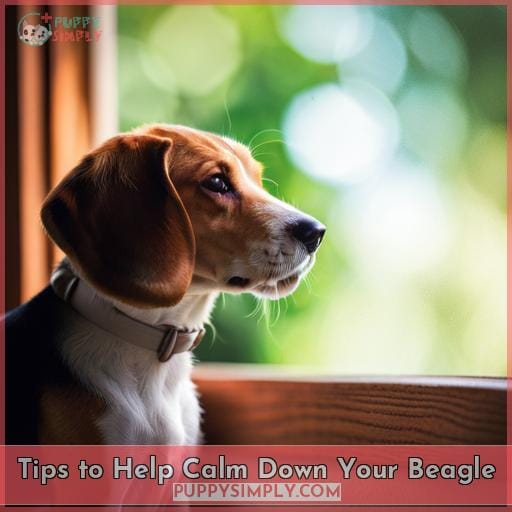Tips to Help Calm Down Your Beagle