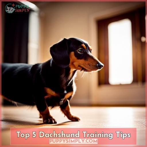 Top 5 Dachshund Training Tips