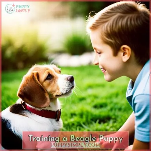 Training a Beagle Puppy