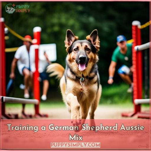 Training a German Shepherd Aussie Mix Training a German Shepherd Aussie Mix