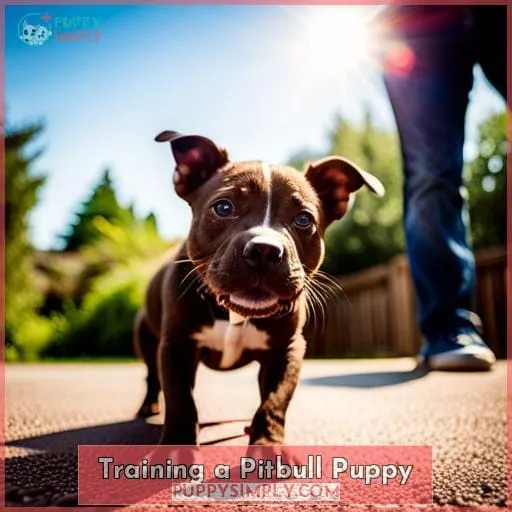 Training a Pitbull Puppy