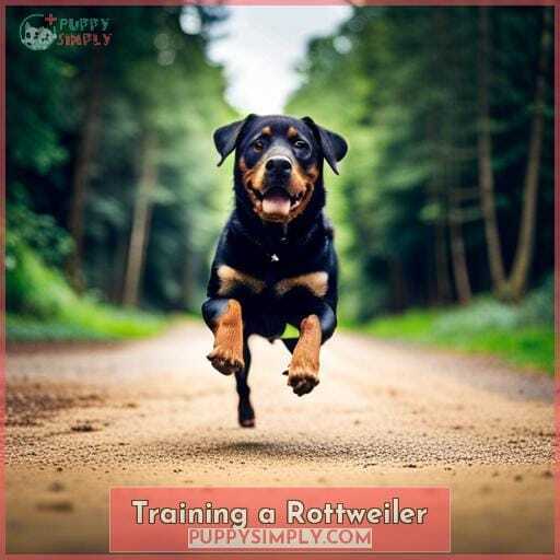 Training a Rottweiler Training a Rottweiler