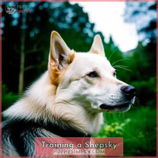 Training a Shepsky