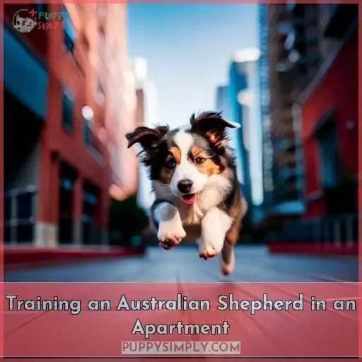 Training an Australian Shepherd in an Apartment