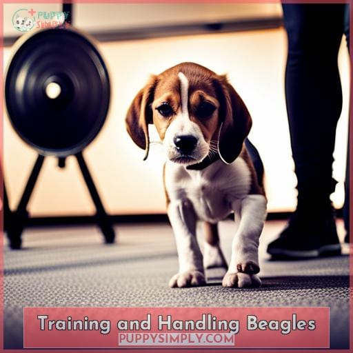 Training and Handling Beagles