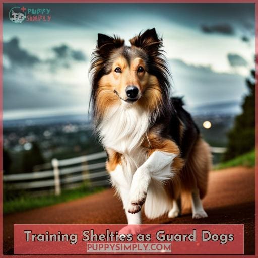 Training Shelties as Guard Dogs