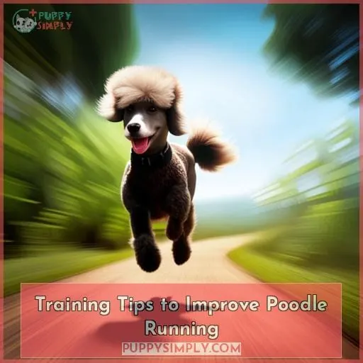 Training Tips to Improve Poodle Running