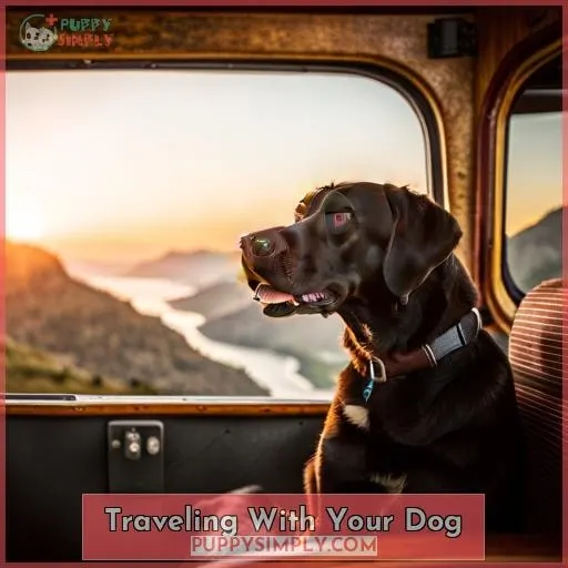 Traveling With Your Dog