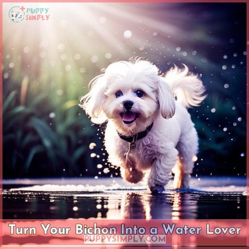 Turn Your Bichon Into a Water Lover