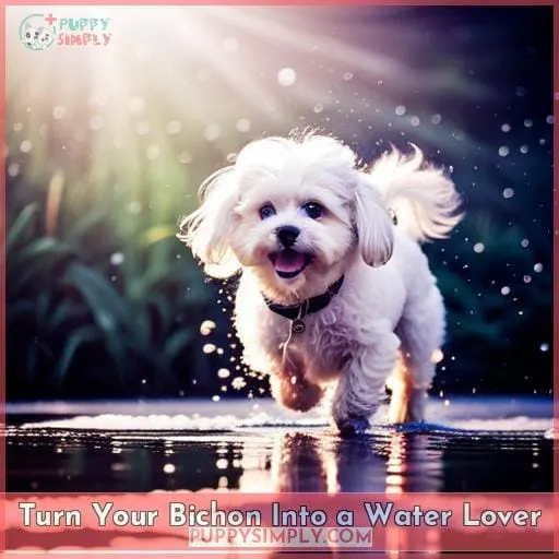 Turn Your Bichon Into a Water Lover