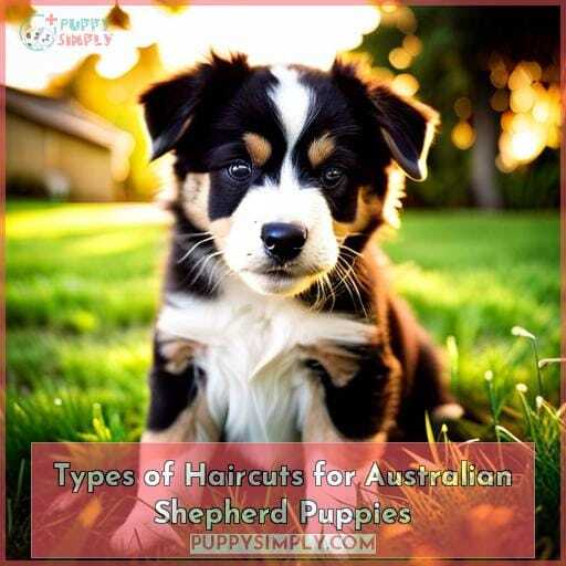 Types of Haircuts for Australian Shepherd Puppies Types of Haircuts for Australian Shepherd Puppies