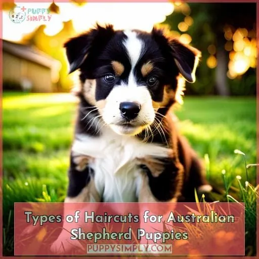 Types of Haircuts for Australian Shepherd Puppies