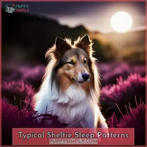 Typical Sheltie Sleep Patterns