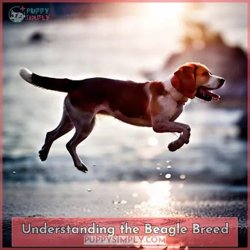 Understanding the Beagle Breed