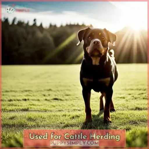 Used for Cattle Herding