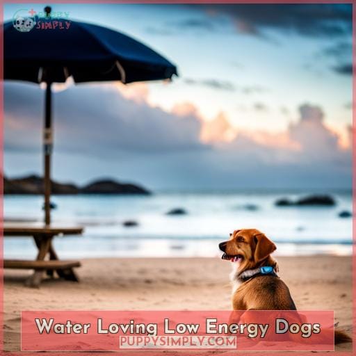 Water Loving Low Energy Dogs
