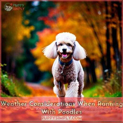 Weather Considerations When Running With Poodles Weather Considerations When Running With Poodles