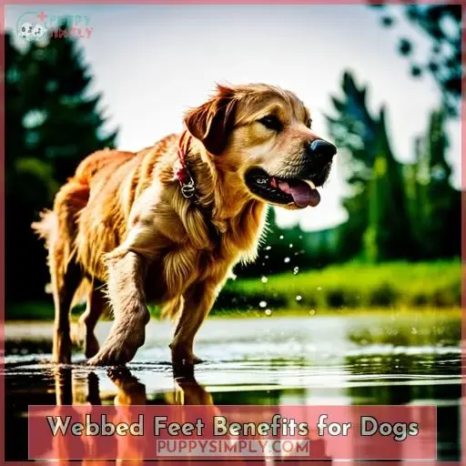 Webbed Feet Benefits for Dogs
