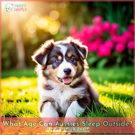 What Age Can Aussies Sleep Outside