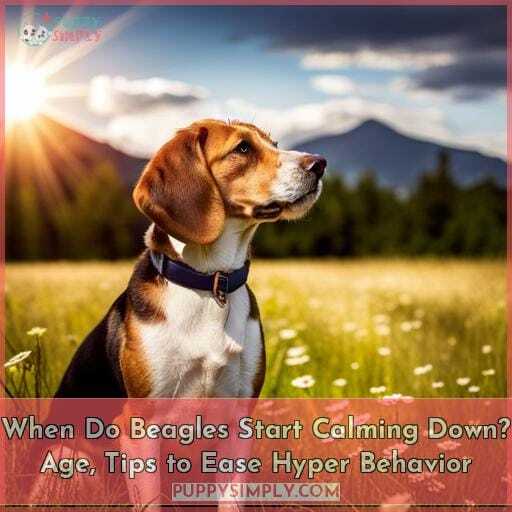 When Do Beagles Start Calming Down? Age, Tips to Ease Hyper Behavior