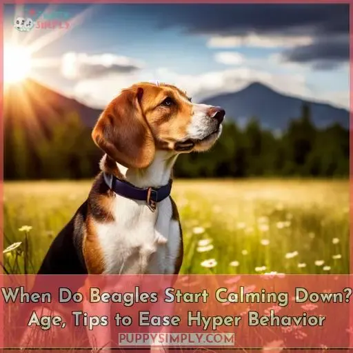 what age do beagles naturally calm down