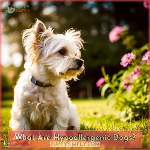 What Are Hypoallergenic Dogs