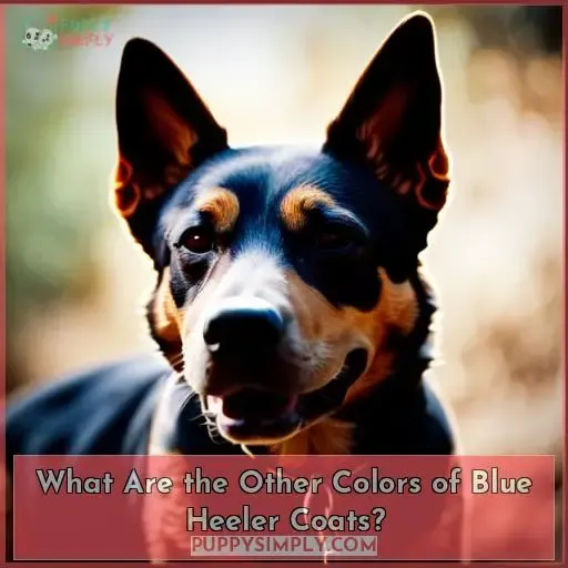 What Are the Other Colors of Blue Heeler Coats