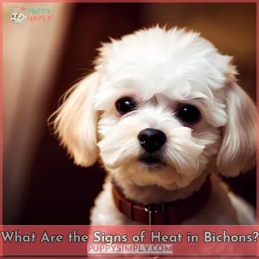 What Are the Signs of Heat in Bichons