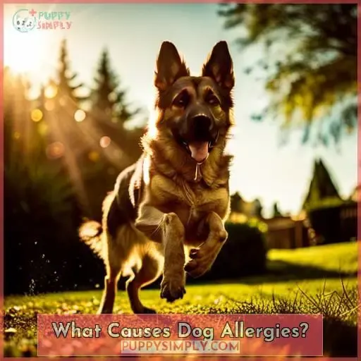 What Causes Dog Allergies