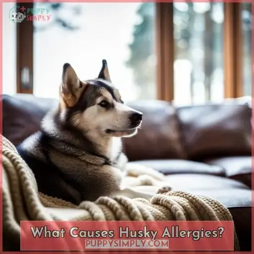 What Causes Husky Allergies