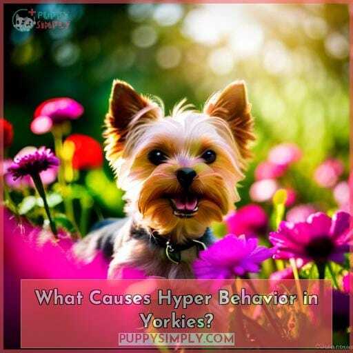 What Causes Hyper Behavior in Yorkies What Causes Hyper Behavior in Yorkies