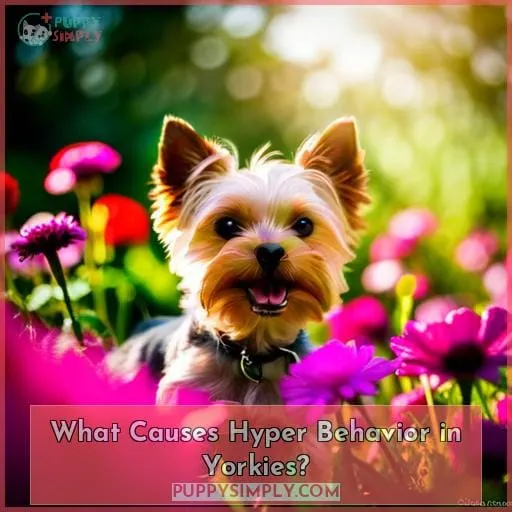 What Causes Hyper Behavior in Yorkies