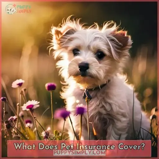 What Does Pet Insurance Cover