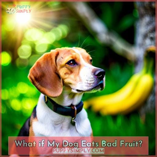 What if My Dog Eats Bad Fruit