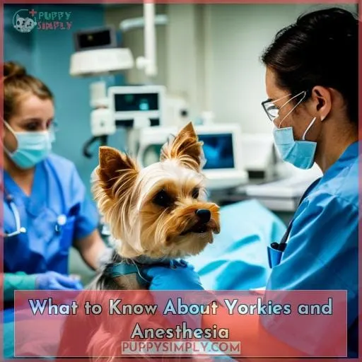What to Know About Yorkies and Anesthesia