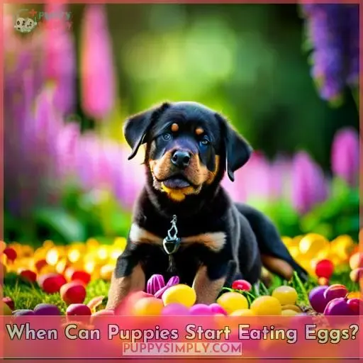 When Can Puppies Start Eating Eggs
