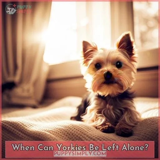 When Can Yorkies Be Left Alone