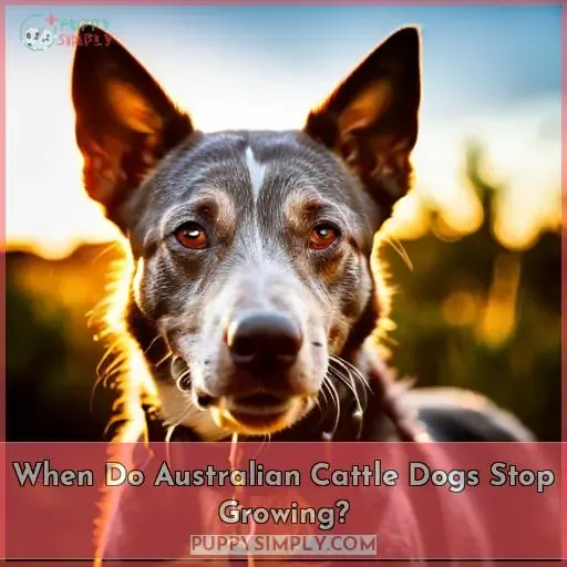 When Do Australian Cattle Dogs Stop Growing