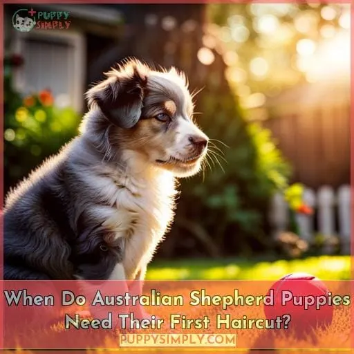 when do australian shepherd puppies need their first haircut