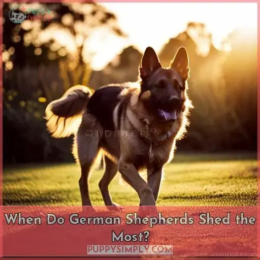 When Do German Shepherds Shed the Most