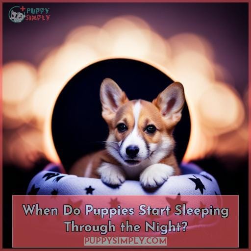 When Do Puppies Start Sleeping Through the Night When Do Puppies Start Sleeping Through the Night