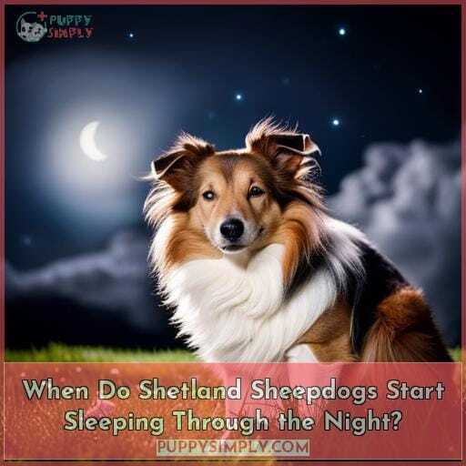 when do shetland sheepdogs sleep through the night when do shetland sheepdogs sleep through the night