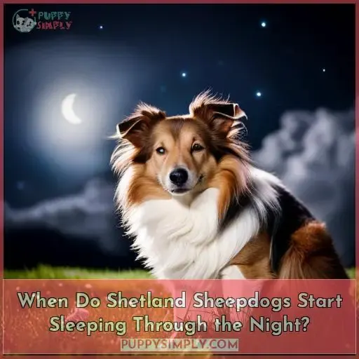 when do shetland sheepdogs sleep through the night