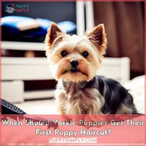 when do yorkie puppies need their first haircut
