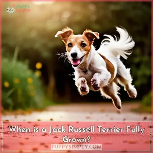 When is a Jack Russell Terrier Fully Grown