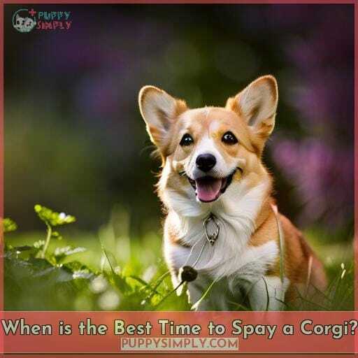 When is the Best Time to Spay a Corgi When is the Best Time to Spay a Corgi