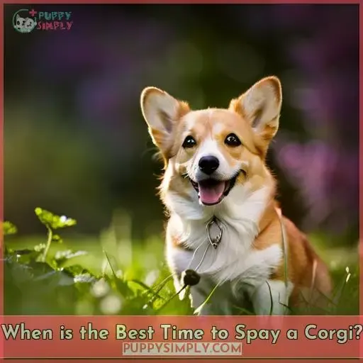 When is the Best Time to Spay a Corgi