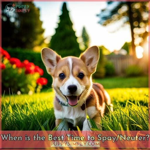 When is the Best Time to Spay/Neuter When is the Best Time to Spay/Neuter