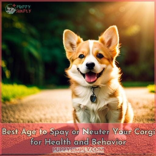 Best Age to Spay or Neuter Your Corgi for Health and Behavior